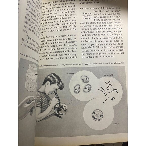 Vintage 1973 The How and Why Wonder Book of the Microscope – Illustrated Science - Picture 9 of 9